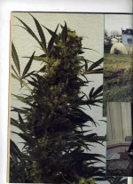 cannabiscastle-9.webp