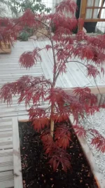 IMG_20150411_195933209.webp