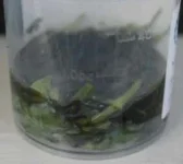 6-add-molasses-300x268.webp