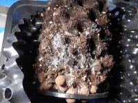 DSCN0677.webp