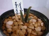 Ariocarpus agavoide4092.webp