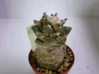 Ariocarpus bravoanus.webp