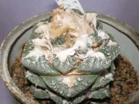 Ariocarpus fissuratus4100.webp