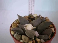 Ariocarpus furfuraceus san antonio4064.webp