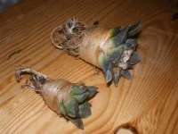 Ariocarpus Kotchoubeilianus.webp