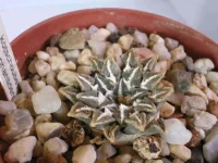 Ariocarpus kotchoubeyanus elephantidens4080.webp
