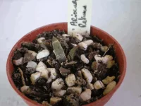 Ariocarpus retusus4067.webp