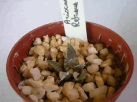 Ariocarpus retusus4068.webp