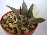 Ariocarpus trigonus4069.webp