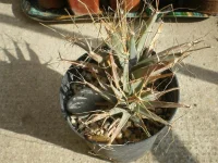 Leuchtenbergia Principis.webp