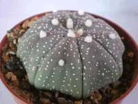 Astrophytum Kabuto4084.webp