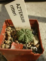 Aztekium Ritterii.webp