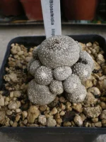 Blossfeldiana Liliputana.webp