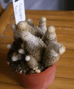 Copiapoa Rauii.webp