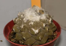Copiapoa Ypogea.webp