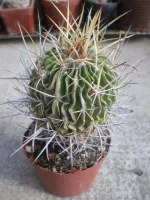 Echinofossulocactus Albatus.webp