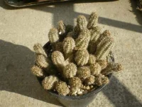 Echinopsis Chamaecereus.webp
