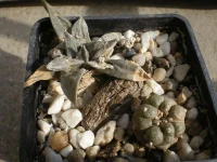 Lophophora diffusa koehresii.webp
