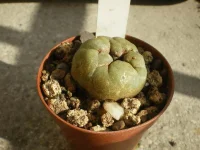 Lophophora Diffusa.webp
