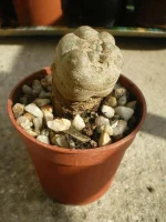 Lophophora Williamsii 4.webp