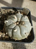 Lophophora Williamsii Caespitosa5.webp