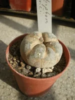 Lophophora Williamsii Friscii.webp