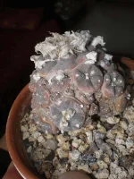Lophophora.webp