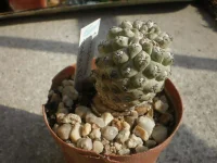 Neoporteria napina.webp