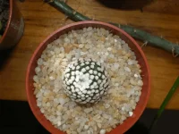 Mammilaria luettii 2.webp