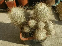Mammilaria Perezdelarosae.webp