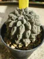 Neochilenia Occulta.webp