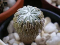 Peleciphora aseliformis1.webp