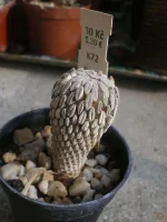 Peleciphora aseliformis.webp