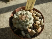 Strombocactus disciformis.webp