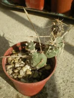 Tephrocactus articulatus papyracanthus.webp