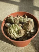 Tephrocactus articulatus.webp