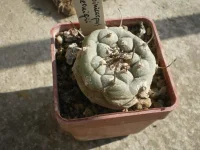 Turbinicarpus jauernigii.webp