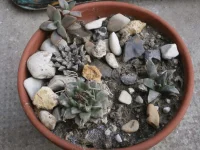 Ariocarpus.webp