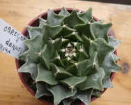 Obregonia denegrii.webp