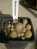 Rebutia euanthema.webp
