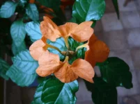 Fleur Inconnue.webp
