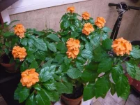Plante inconnue 2.webp