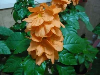 Plante inconnue 3.webp