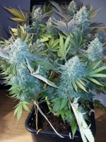 Gorilla21912.webp