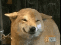 smile-dog.gif