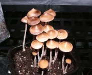 pzapotecorum12.webp
