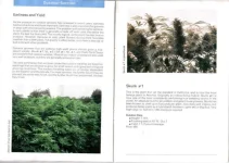 12.webp