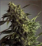 SSB-Northern_Lights.webp