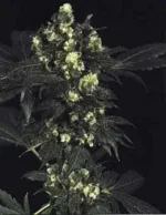 afghani.webp