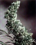 SSB-Hawaiian_Indica.webp
